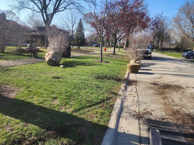 Trees wrapped in burlap on grass near a sidewalk and parking area with a vehicle.