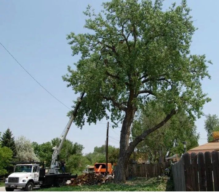 Tree and Stump Removal