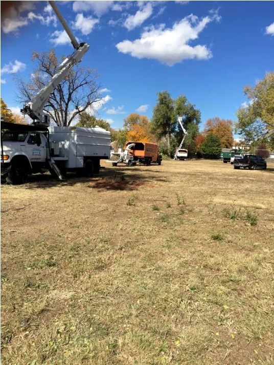 Tree Services
