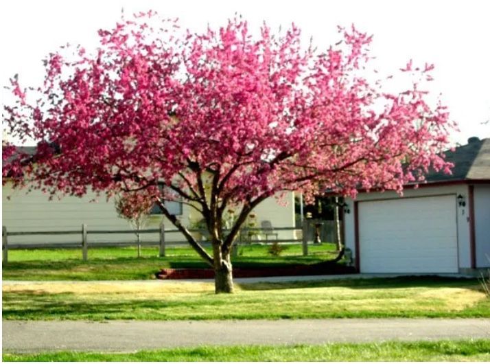 tree trimming lakewood co tree trimming lakewood co