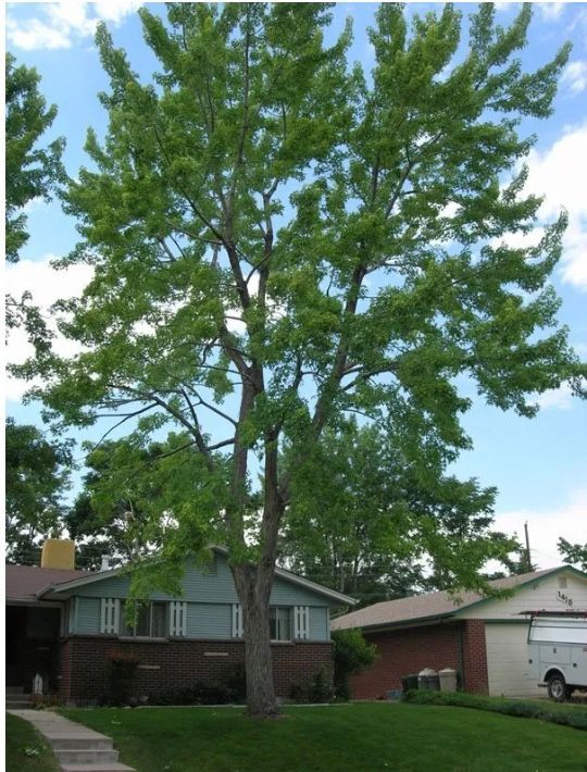 tree trimming lakewood co tree trimming lakewood co