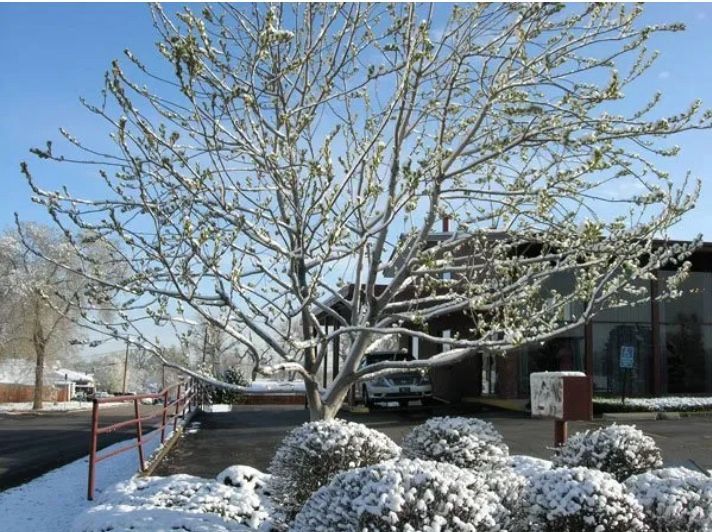 arborist lakewood co