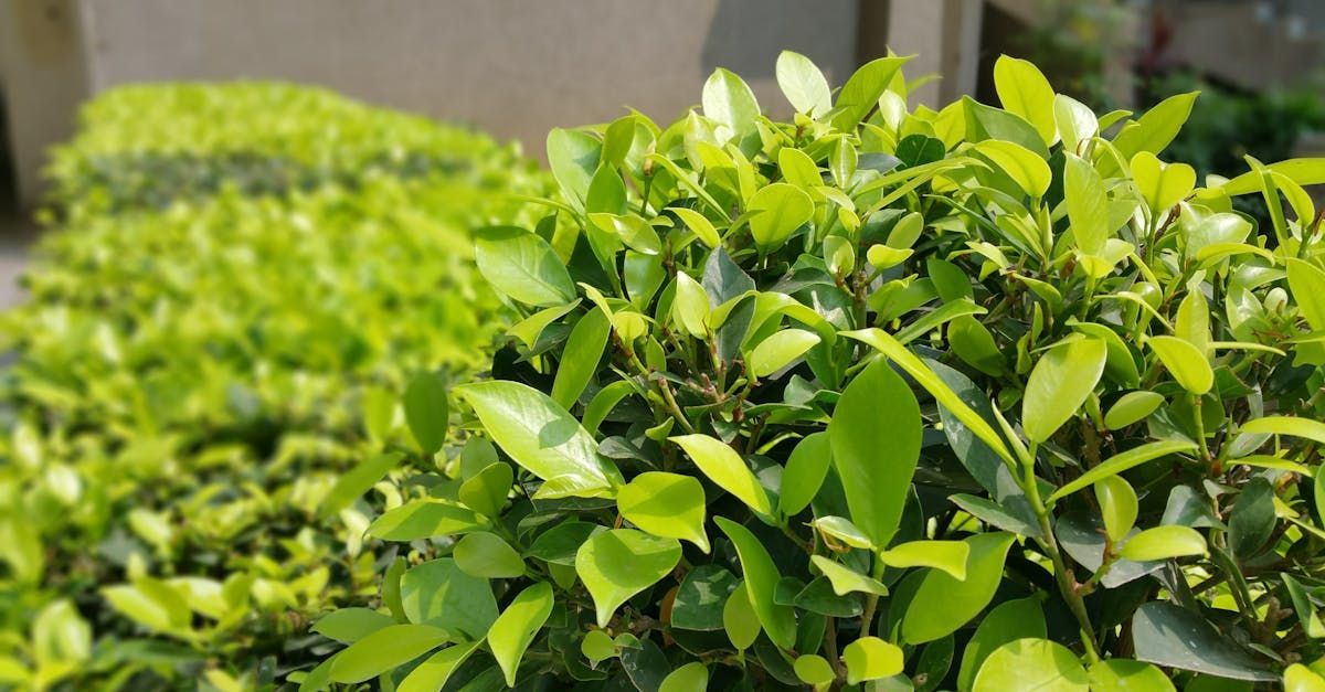 shrub maintenance lakewood co shrub maintenance lakewood co