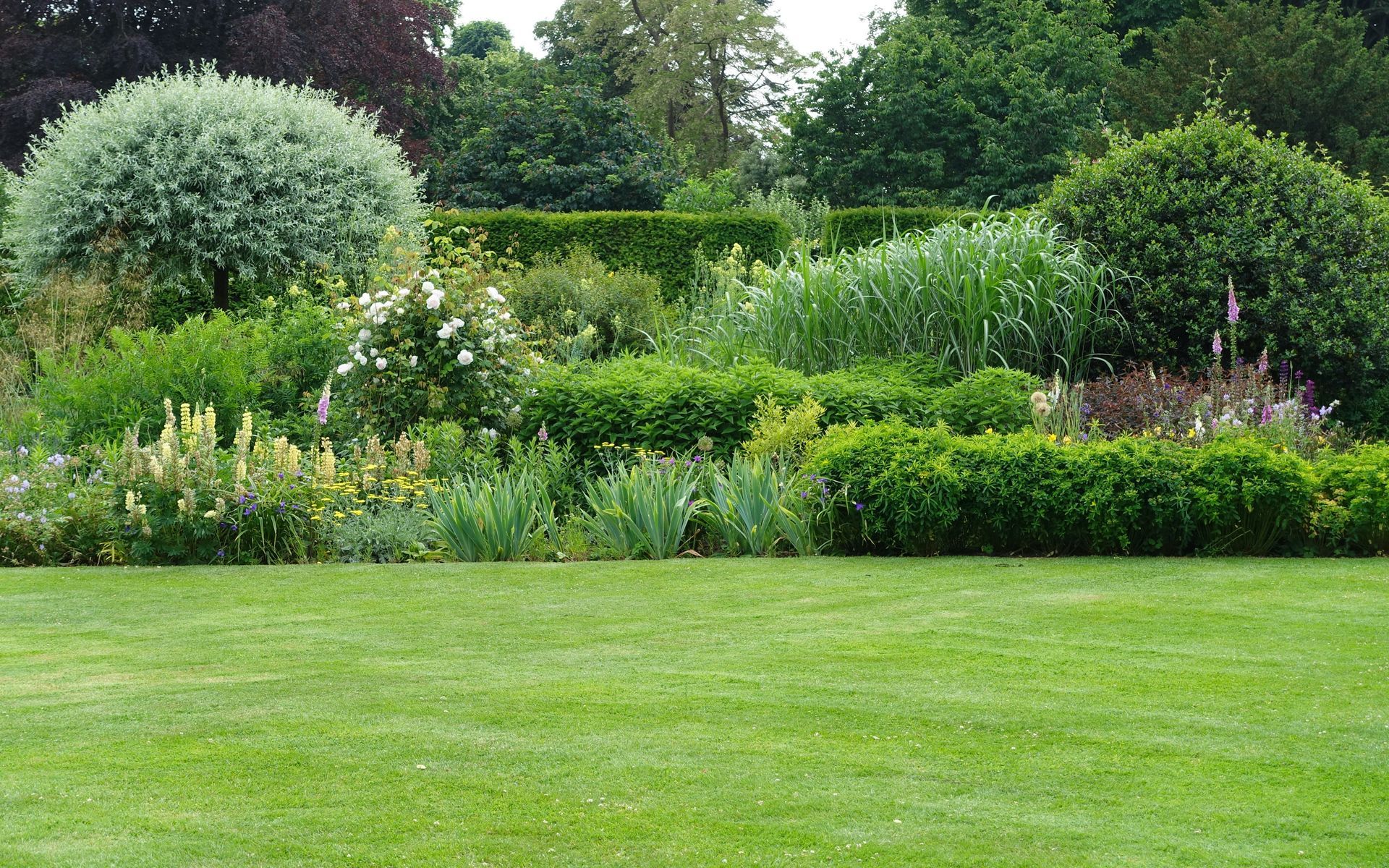 Shrub Maintenance