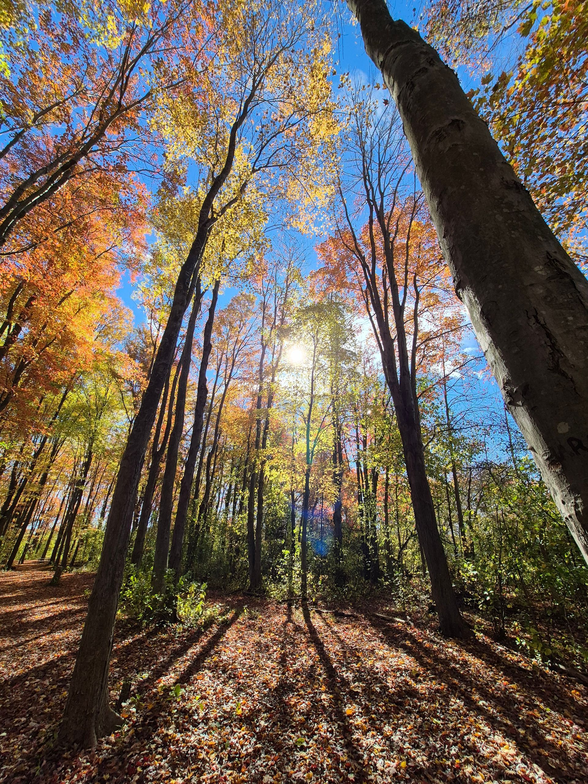 Autumn forest with tall trees, blue sky, and sunlit leaves casting long shadows on the ground