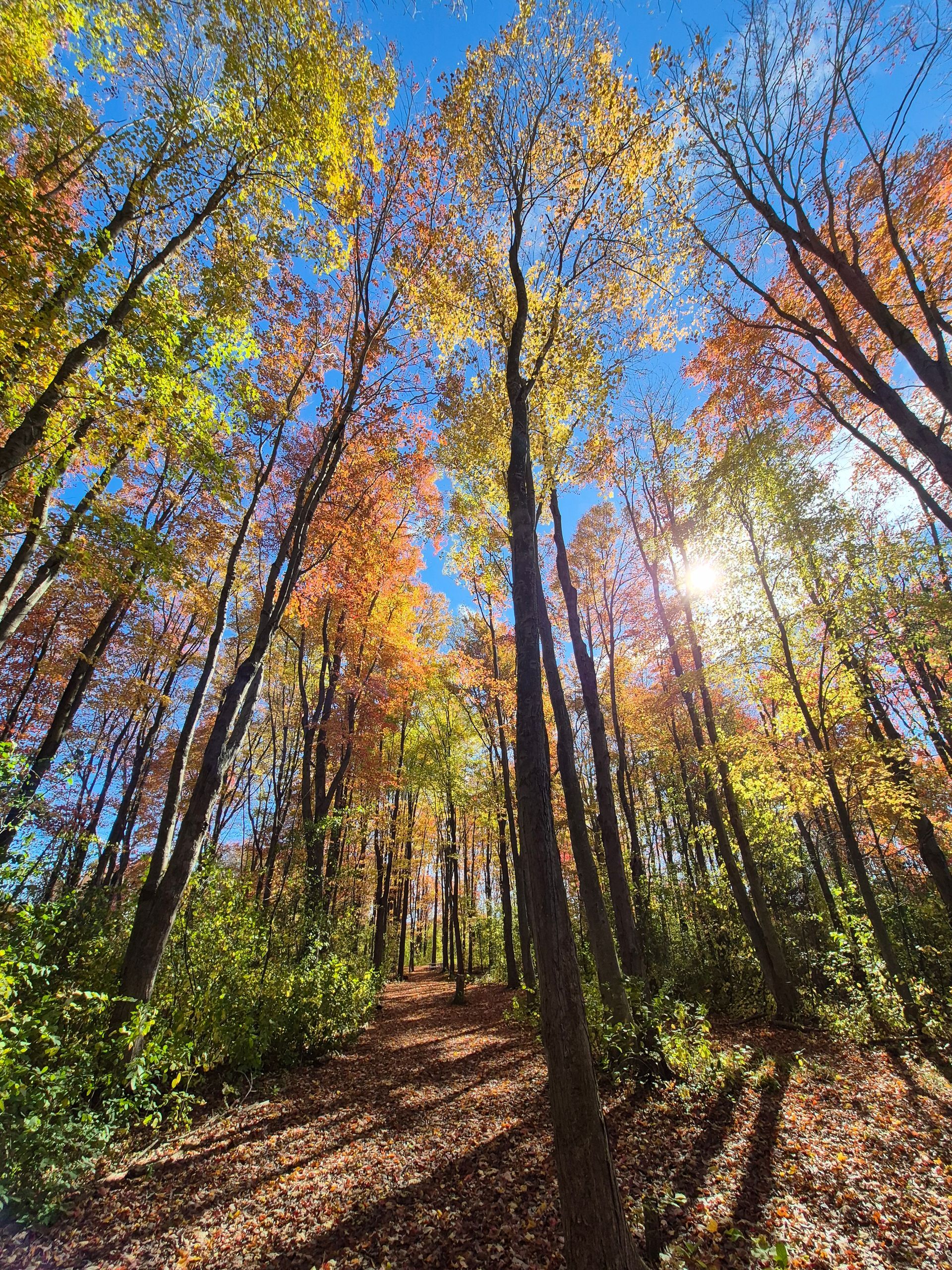 Sunlit autumn forest trail lined with tall trees and colorful fall leaves