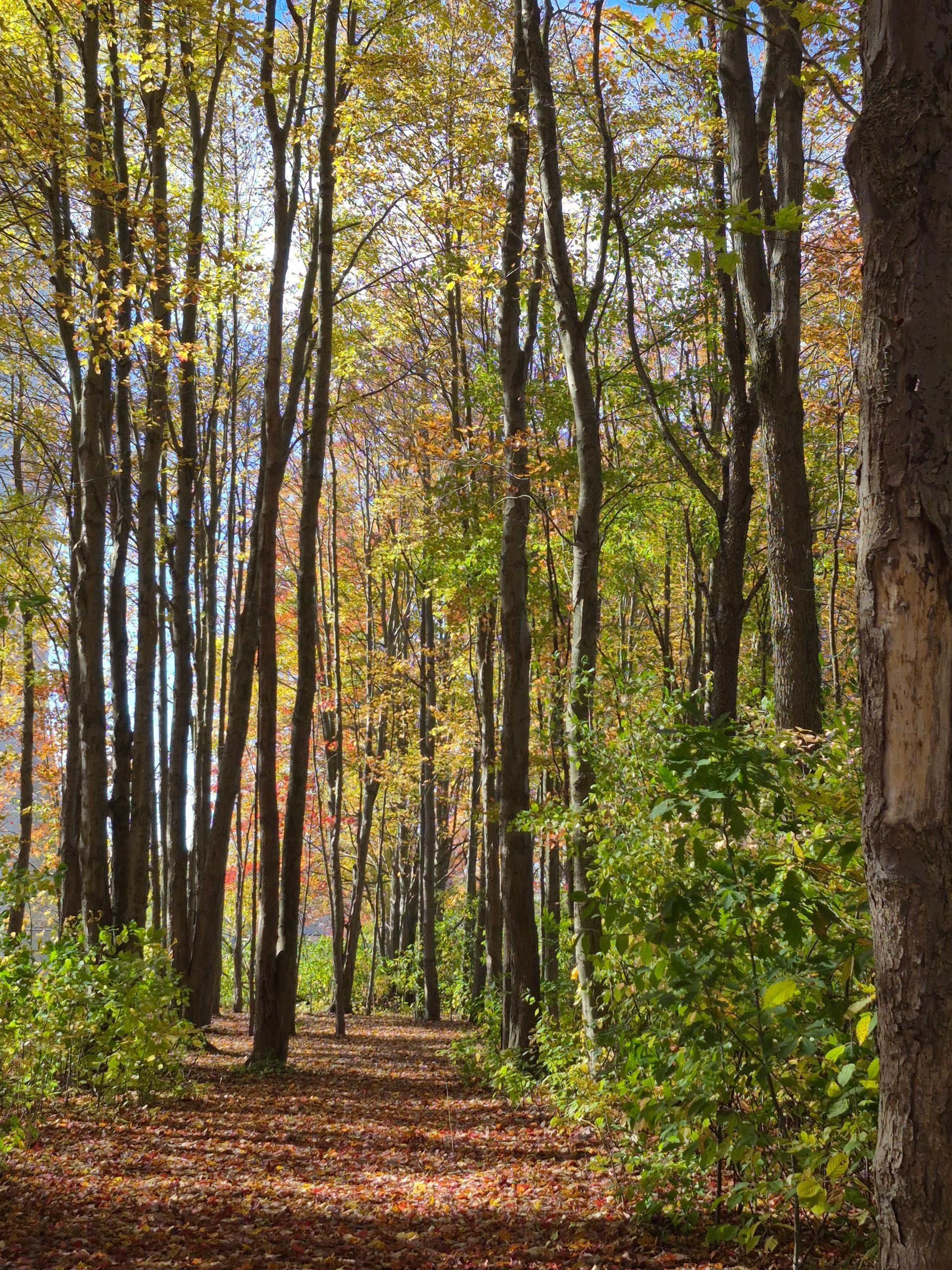 Sunlit autumn forest trail lined with tall trees and fallen leaves