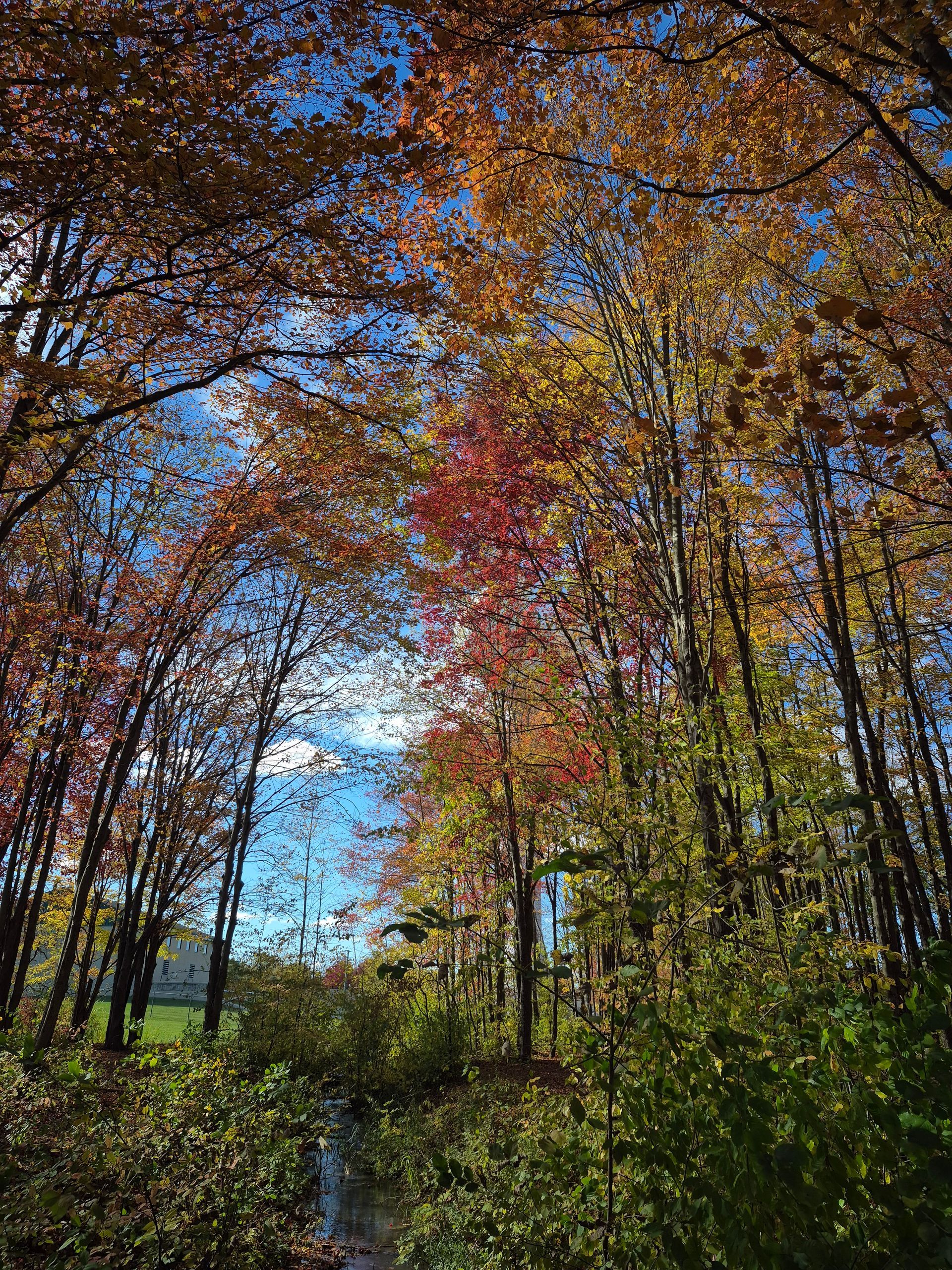 Autumn forest path under colorful fall leaves with blue sky peeking through trees