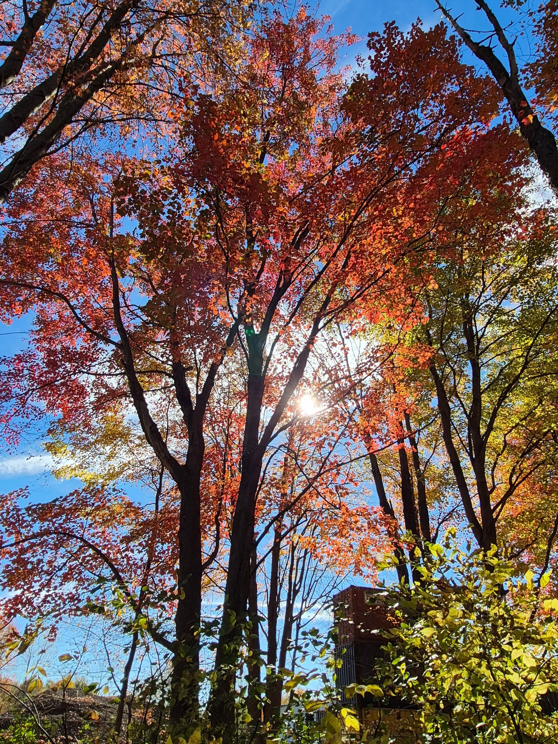 Sunlight shining through red autumn trees against a blue sky