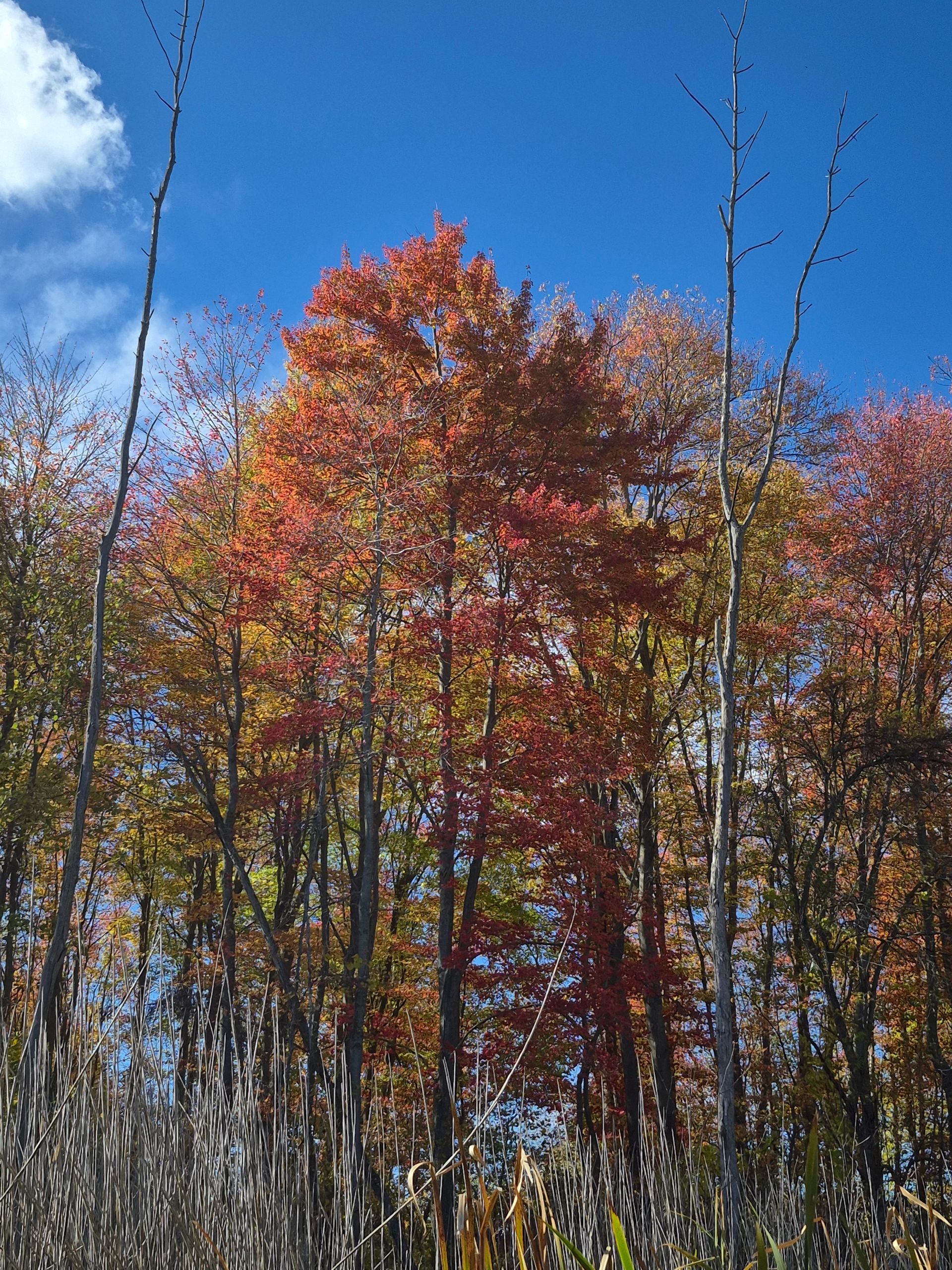 Autumn trees with red and orange leaves against a blue sky, with bare branches in the foreground