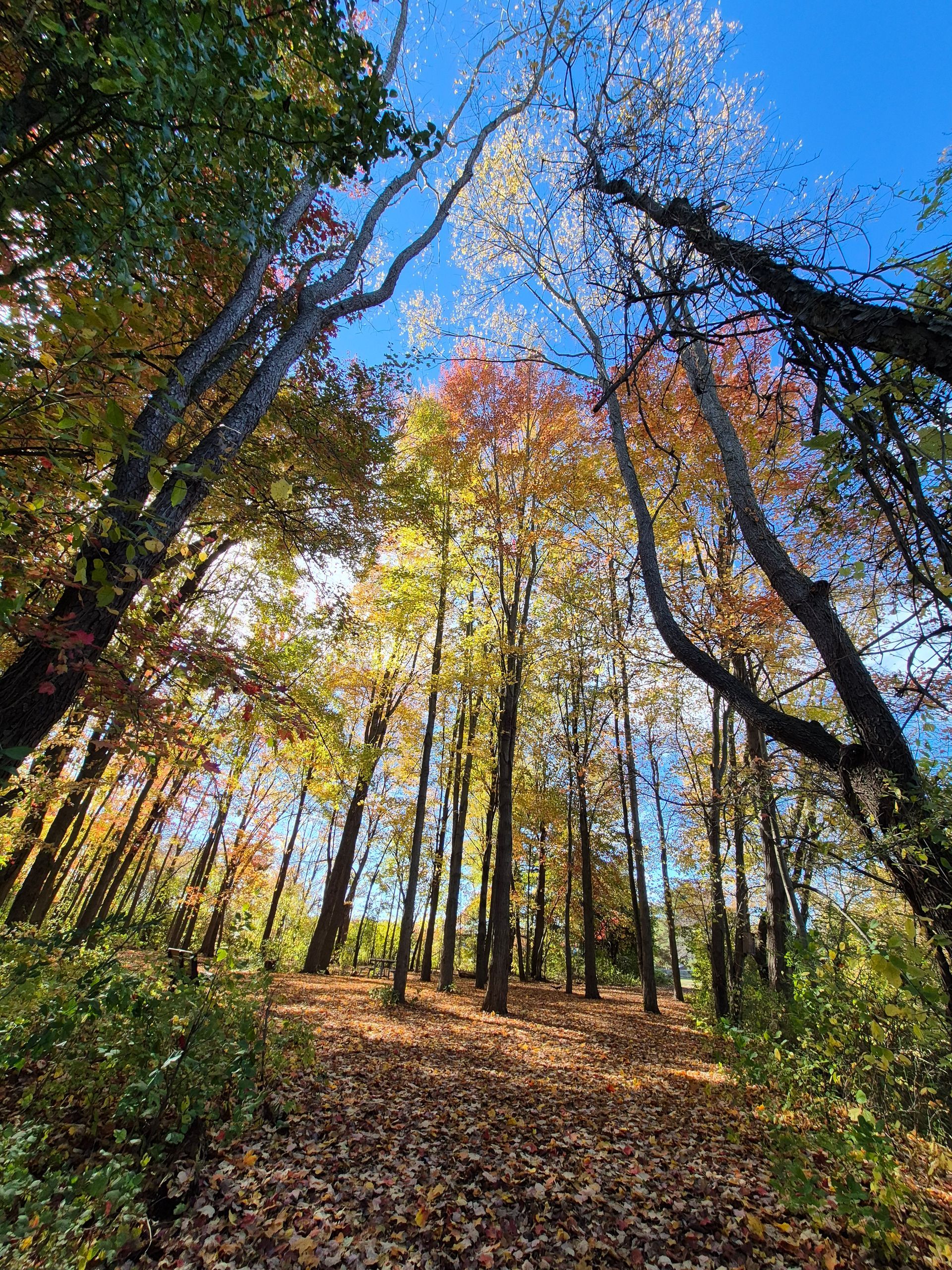 Sunlit autumn forest with tall trees, colorful leaves, and a leaf-covered path