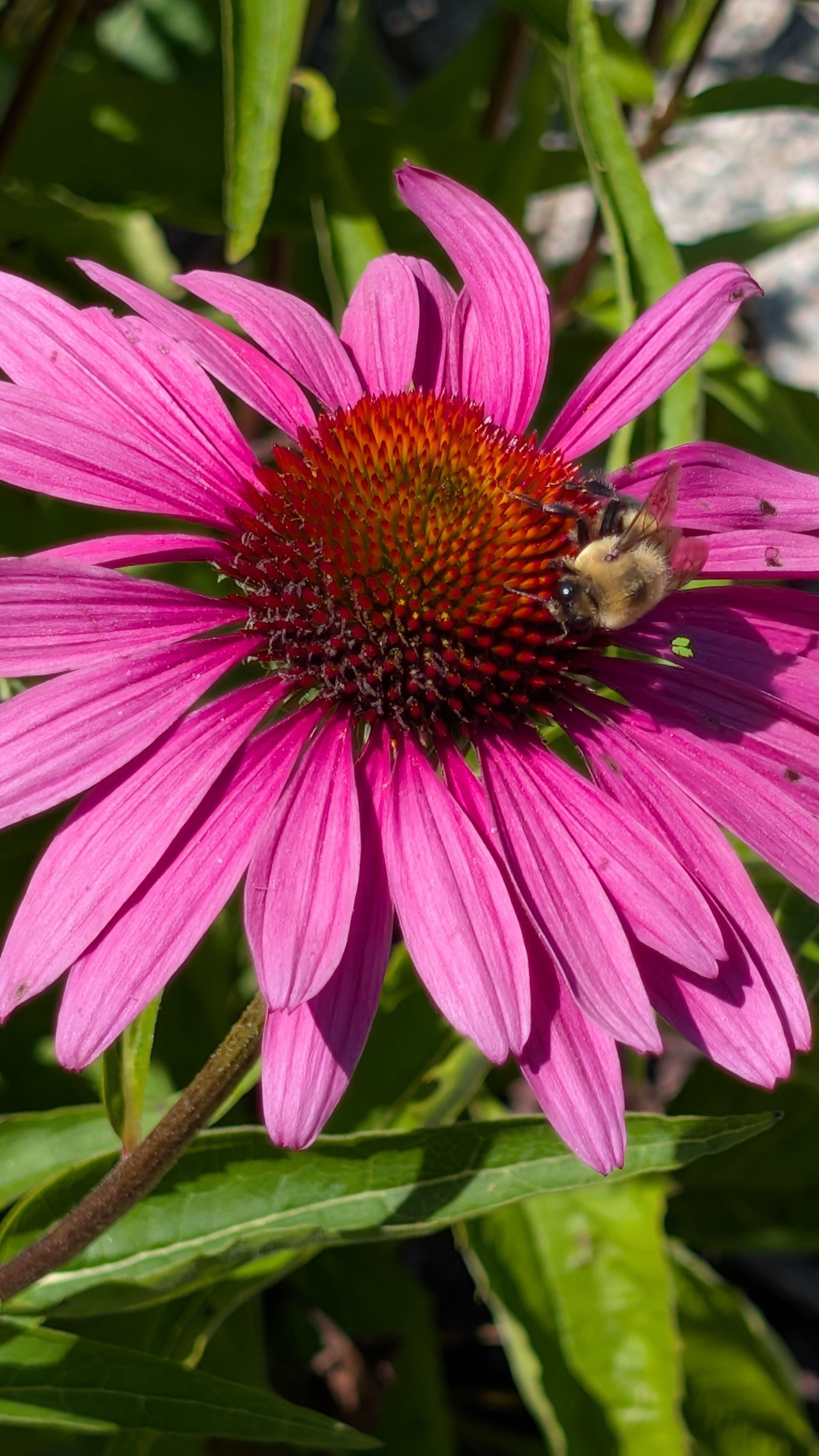 Pink coneflower with a bee collecting pollen in bright sunlight