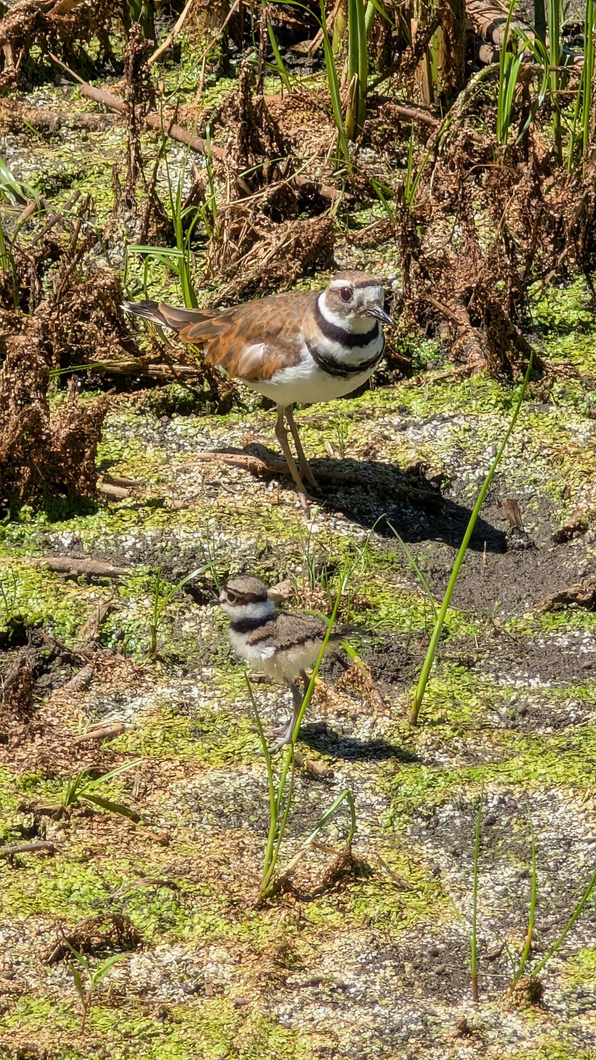 Small brown bird standing on mossy ground in a sunny forest clearing