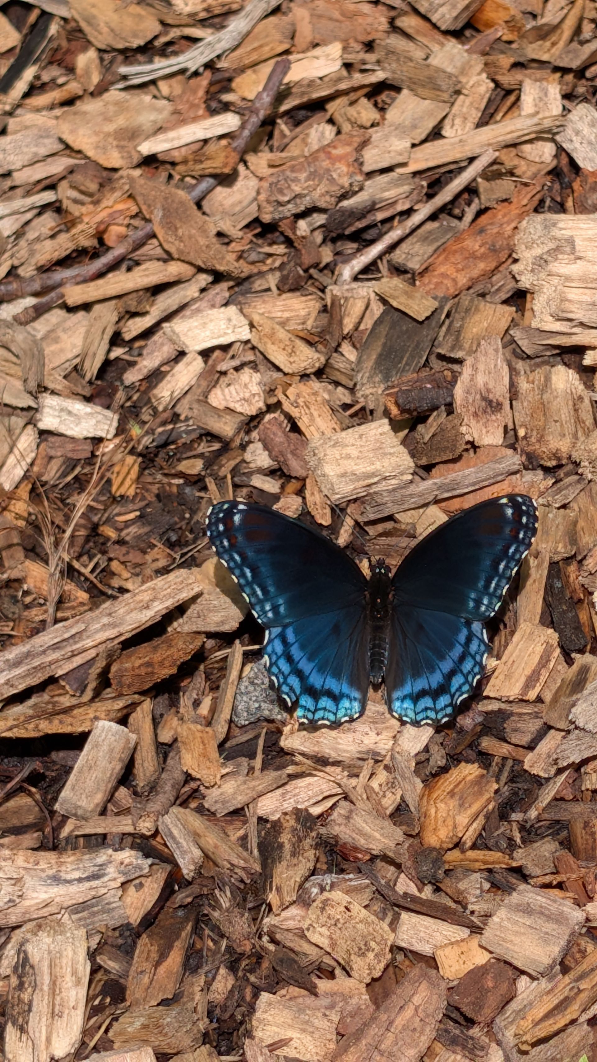 Blue butterfly resting on brown wood chips