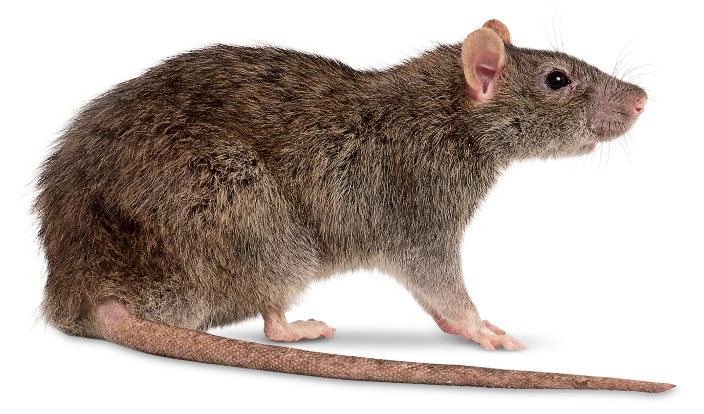 close up image of norway rat