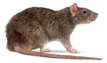 closeup of a rodent 