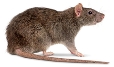 closeup of a rodent 