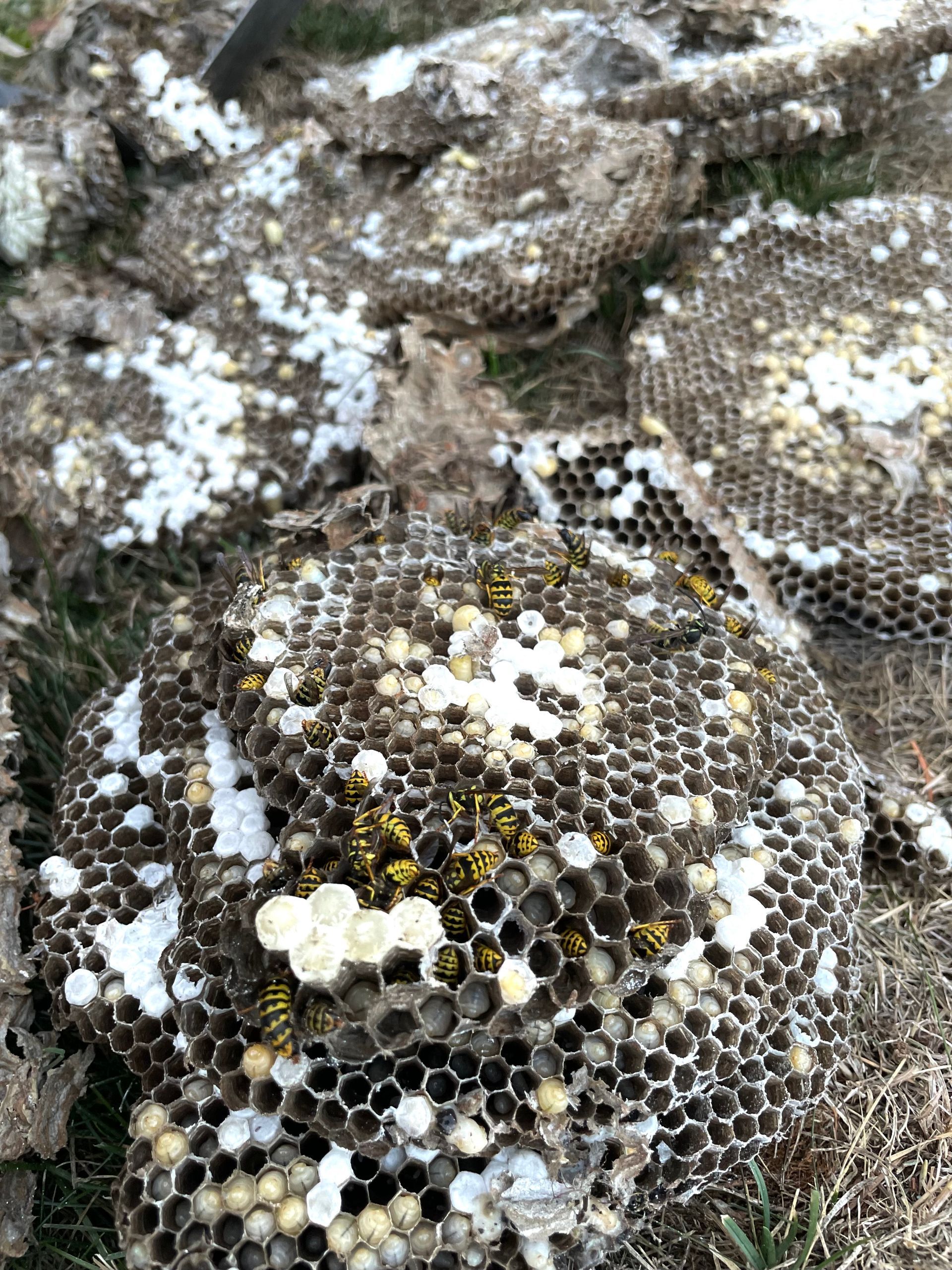 Orb Pest Control removed an underground wasp nest. 