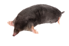 close image of a mole 