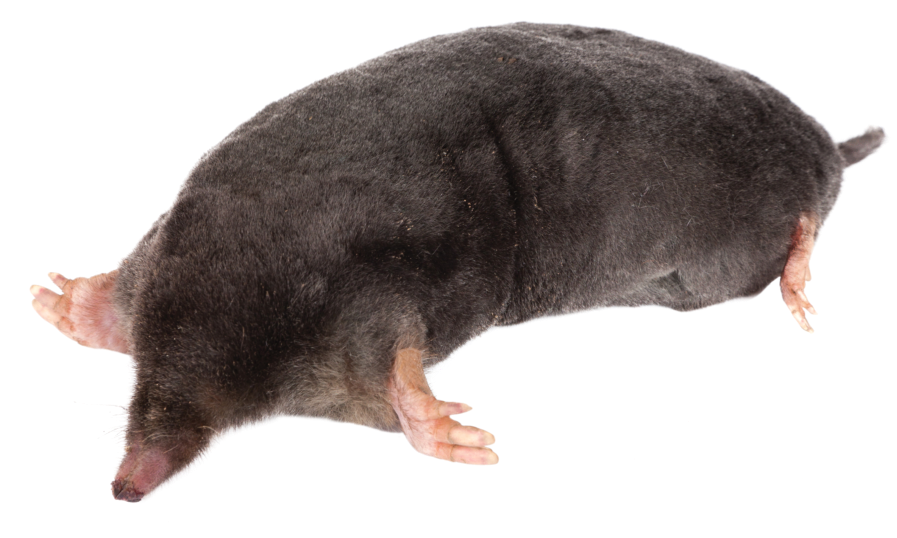 mole image in burrowing postion