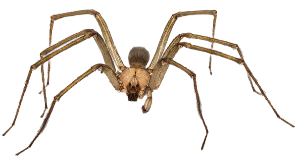 a close up of a spider on a web .