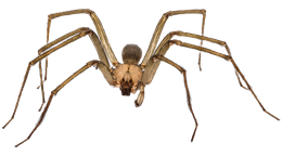close up of a spider 