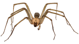close up of a spider 