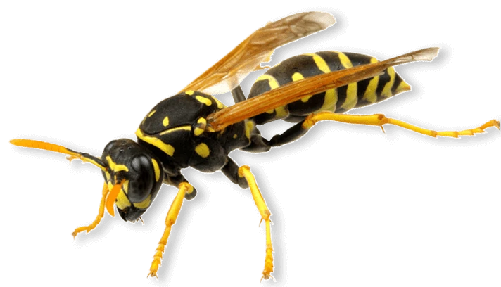closeup of a yellowjacket wasp