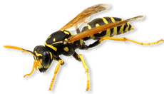 close up of a wasp 
