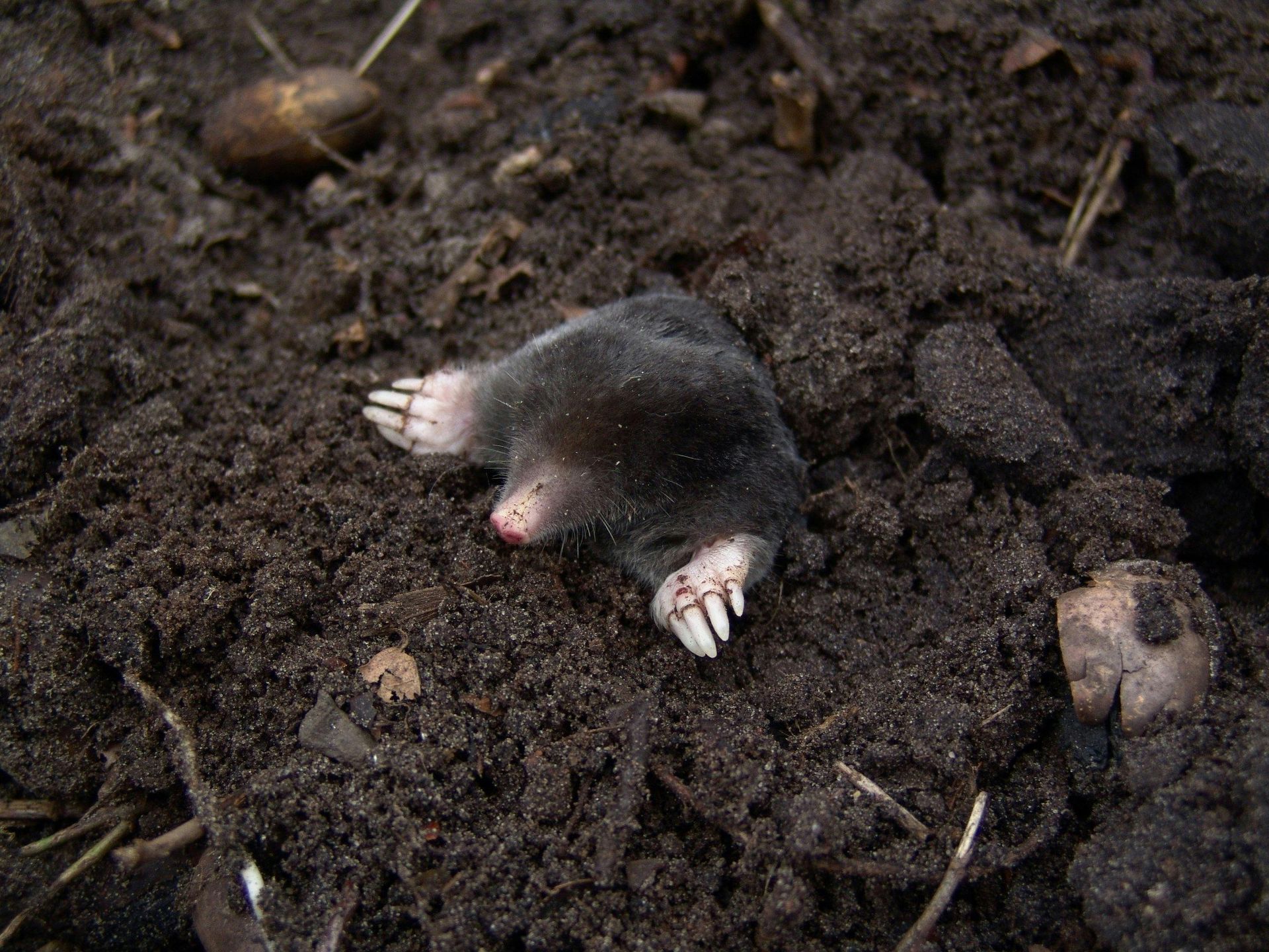 mole appearing from a mound 