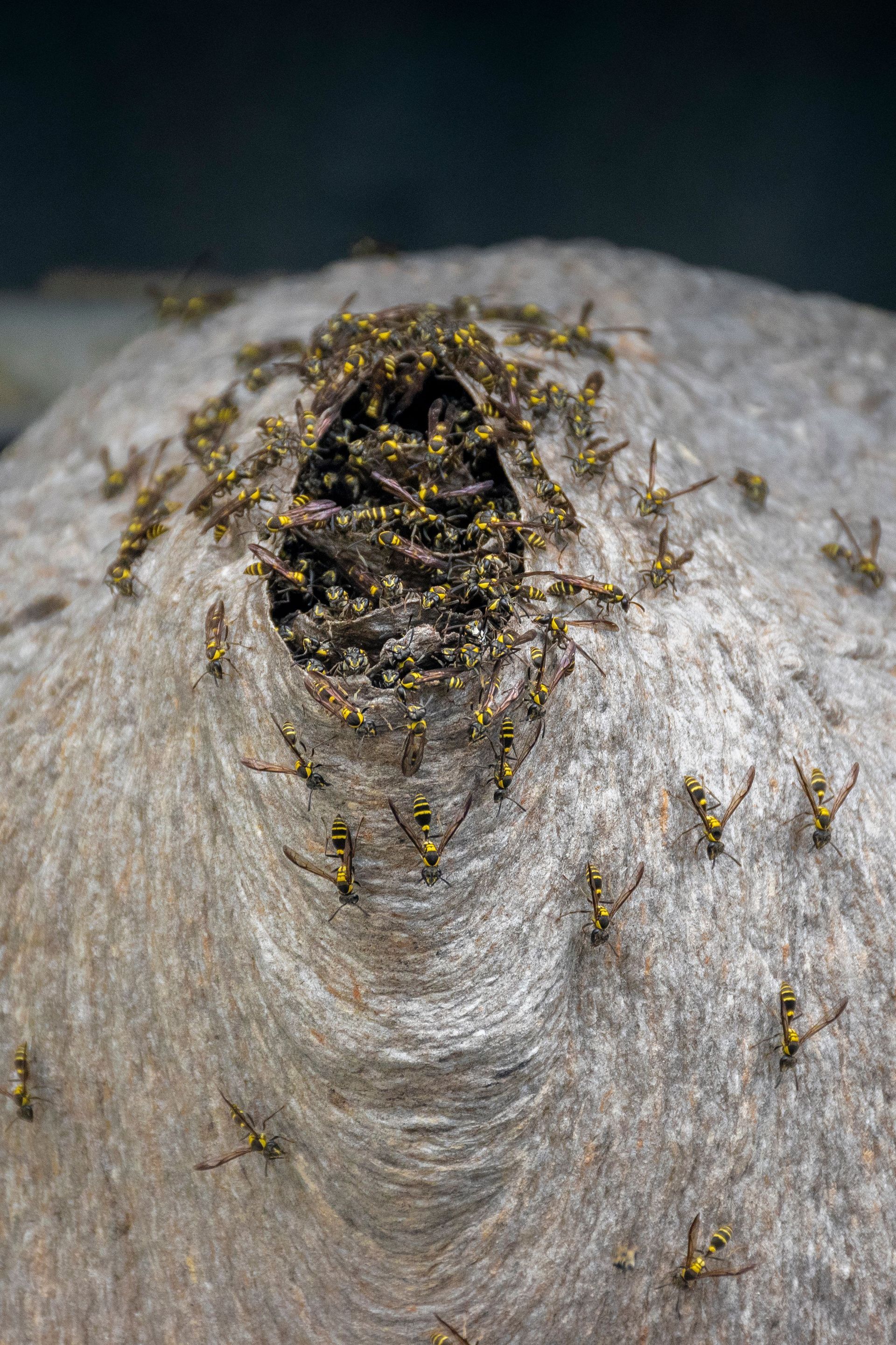 Wasp nest in eave with multiple wasps flying out