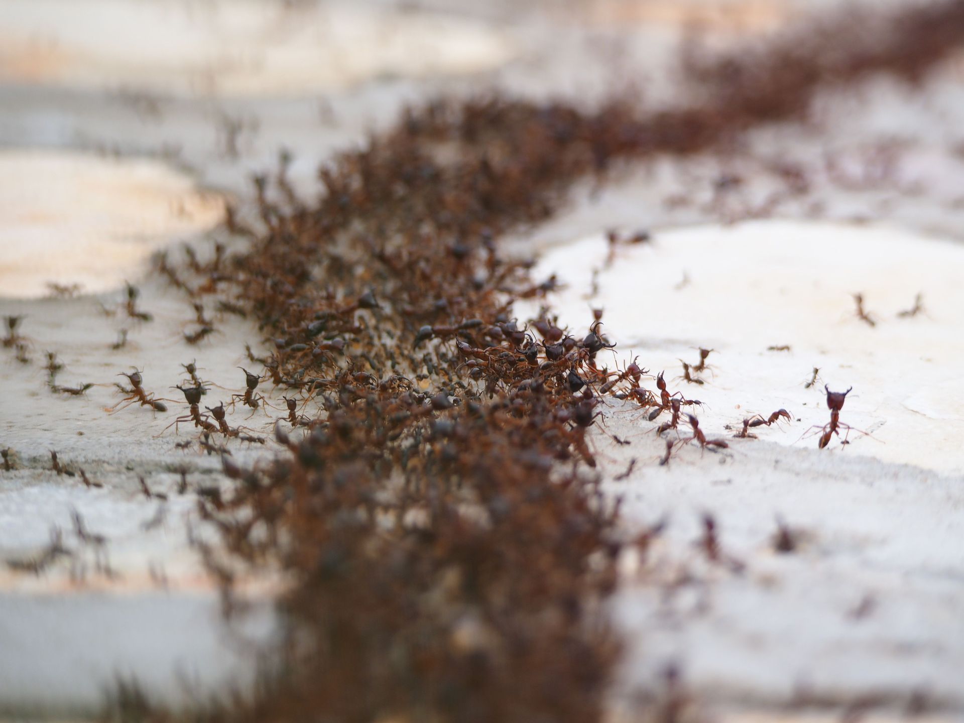 Ant trail bringing food to underground nest