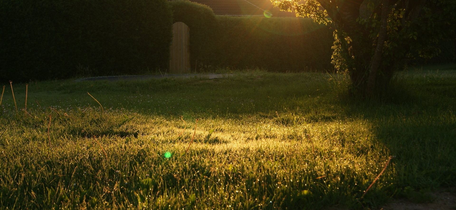 Sunlit grassy field with a glowing path and trees in the background