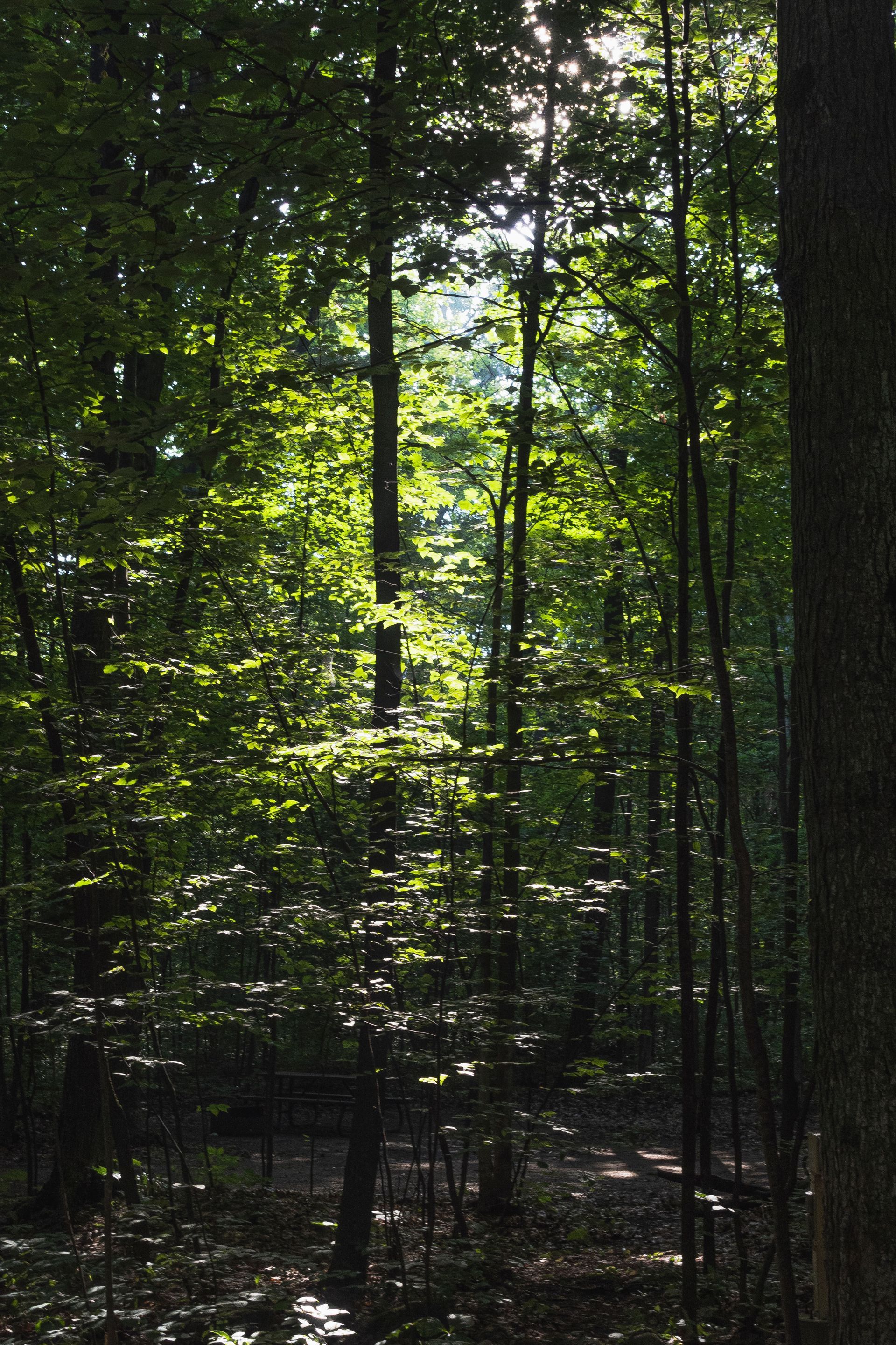 wooded area. trees in dark area with little sunlight