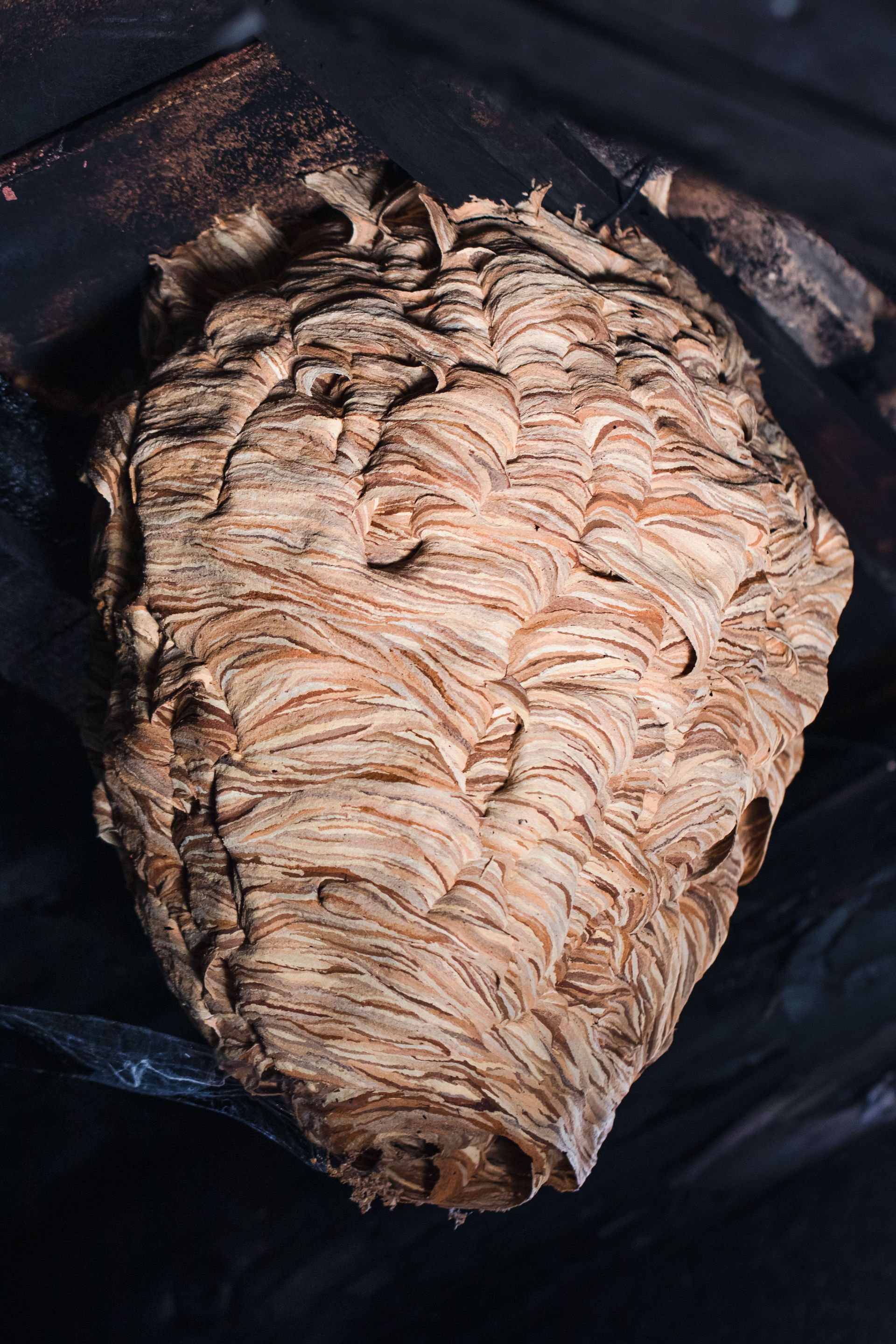 Hornet full size nest hanging in an eave 