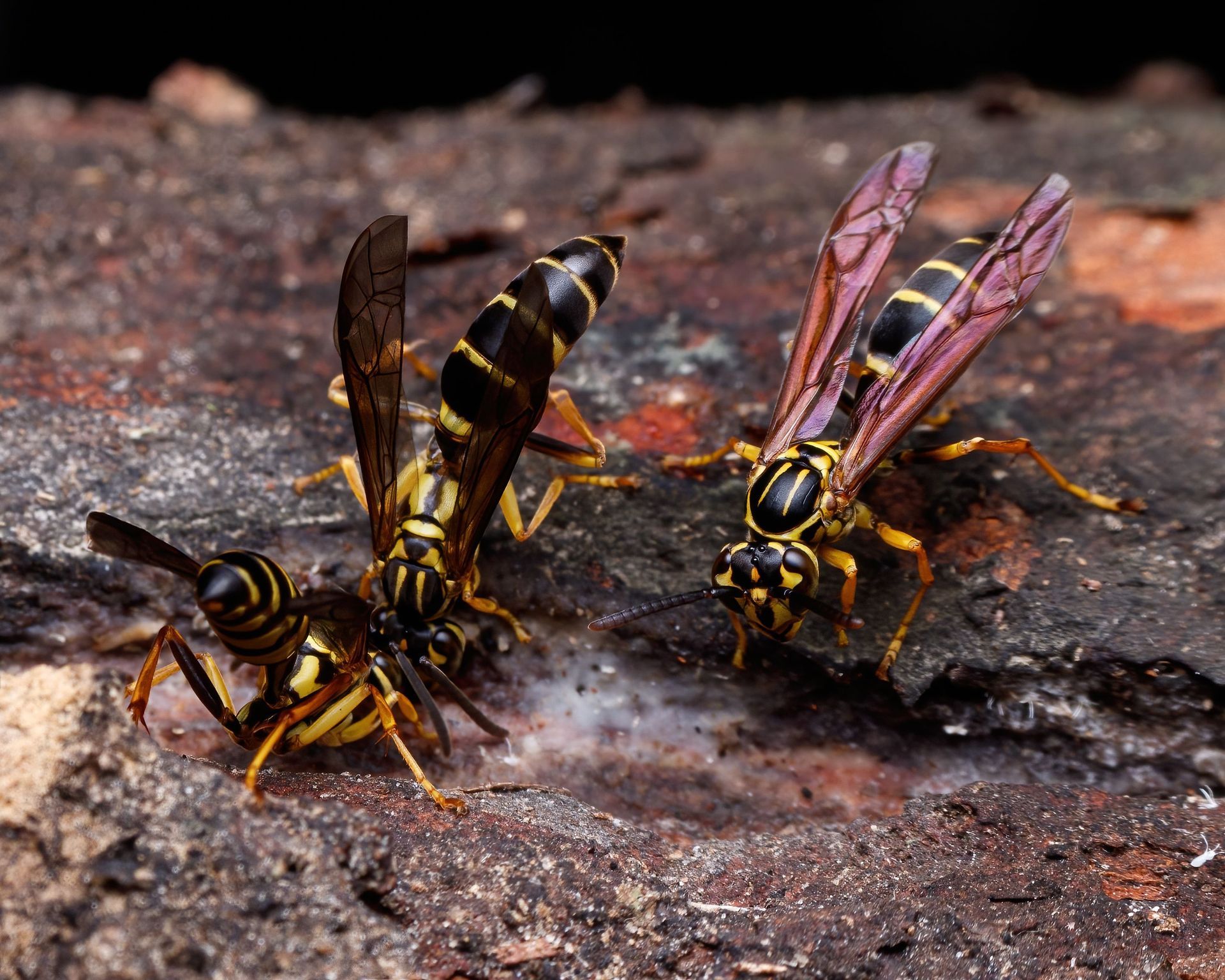 group of wasps gathered on the ground foraging for food