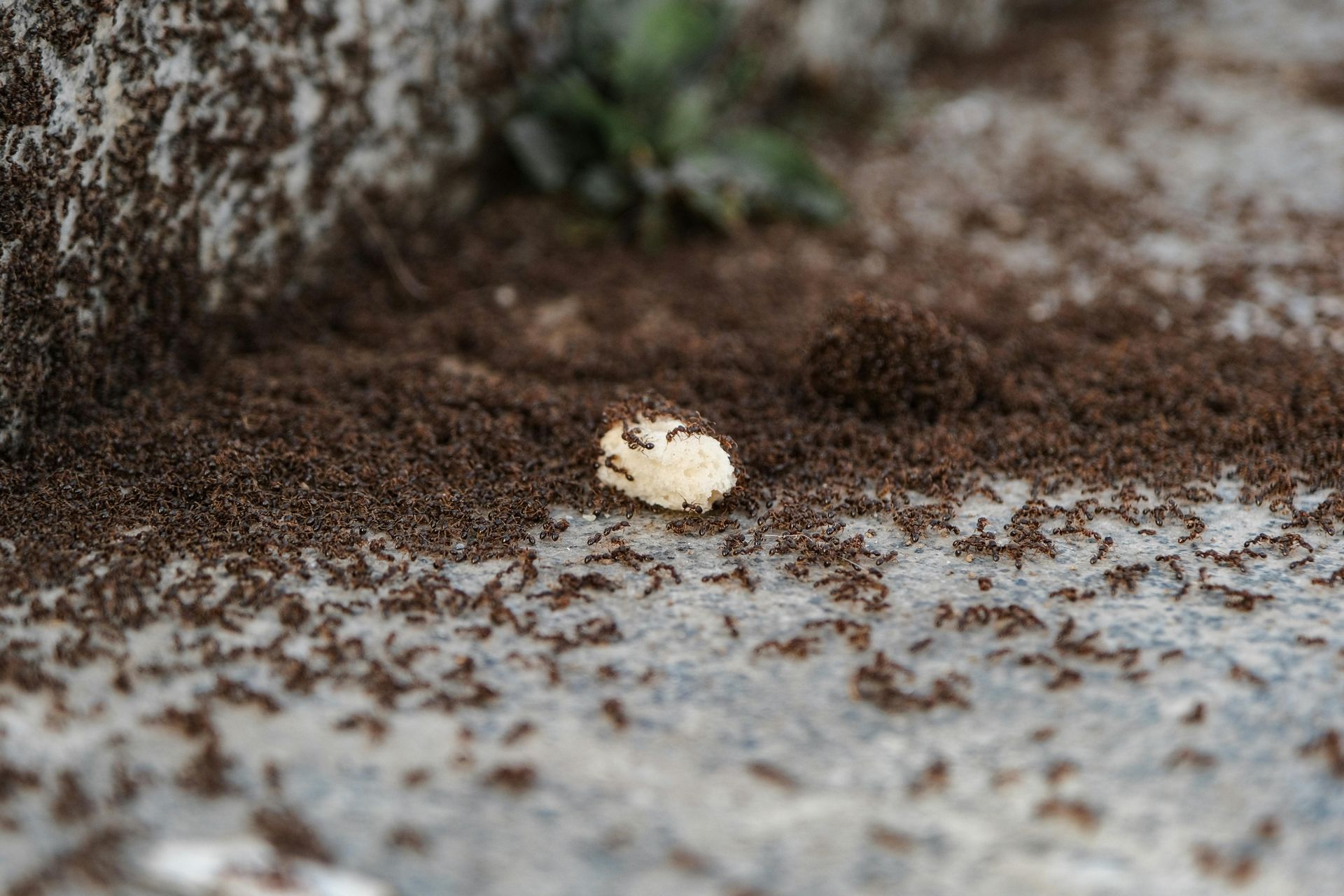 colony of ants outdoors found a food source and bringing it down to nest