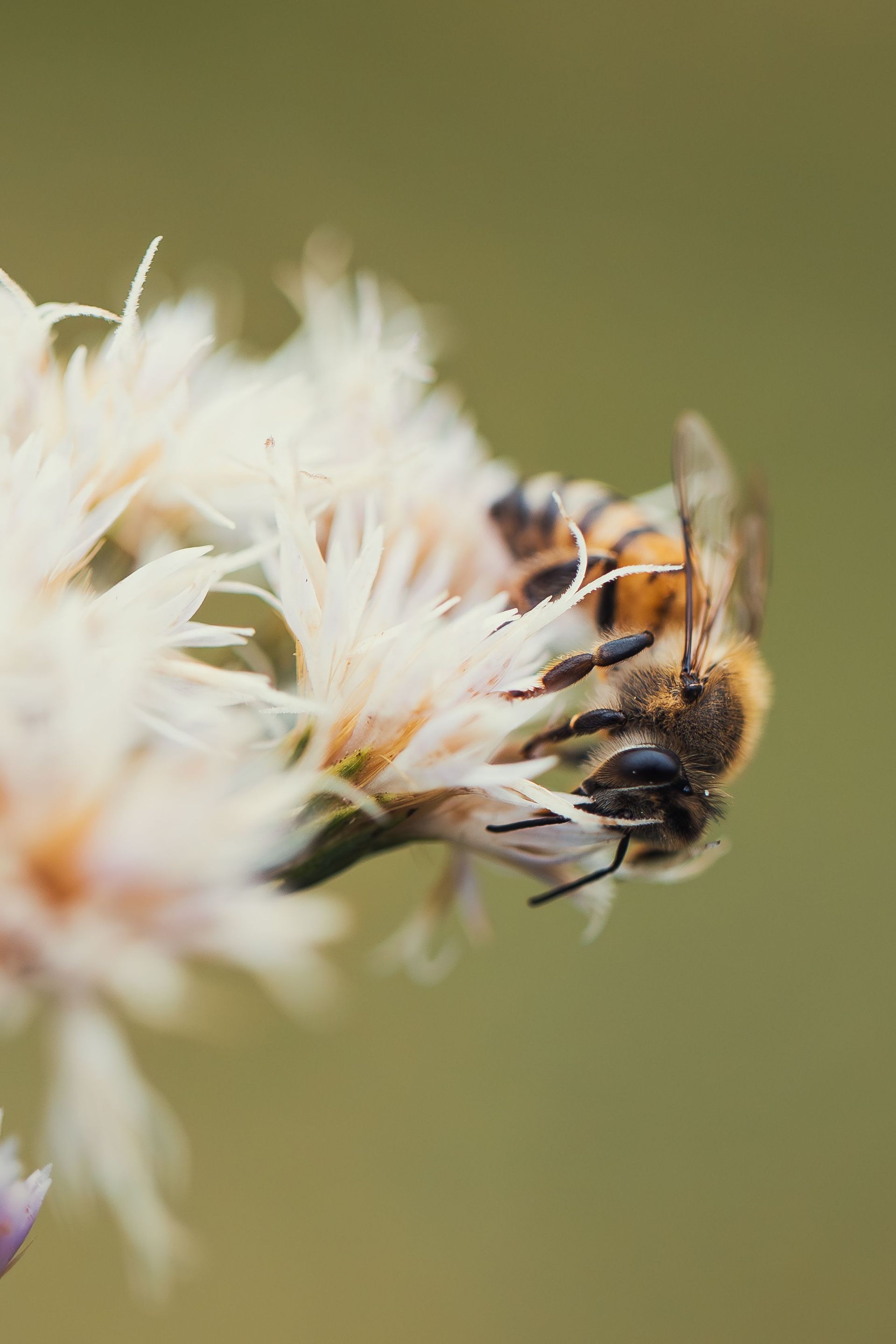 closeup of a honeybee on a white flower 