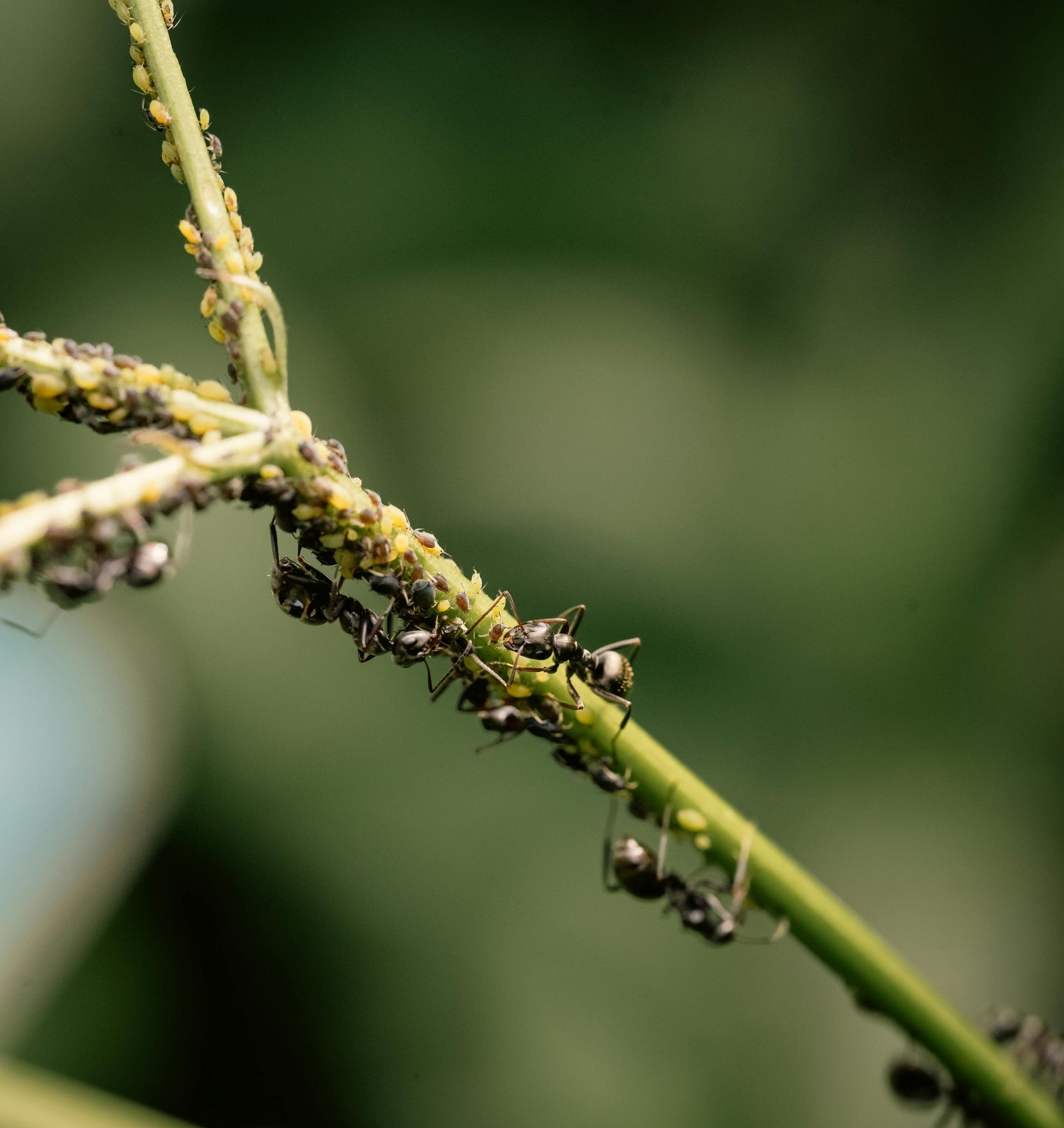 trail of ants on a branch scouting for a nearby food source