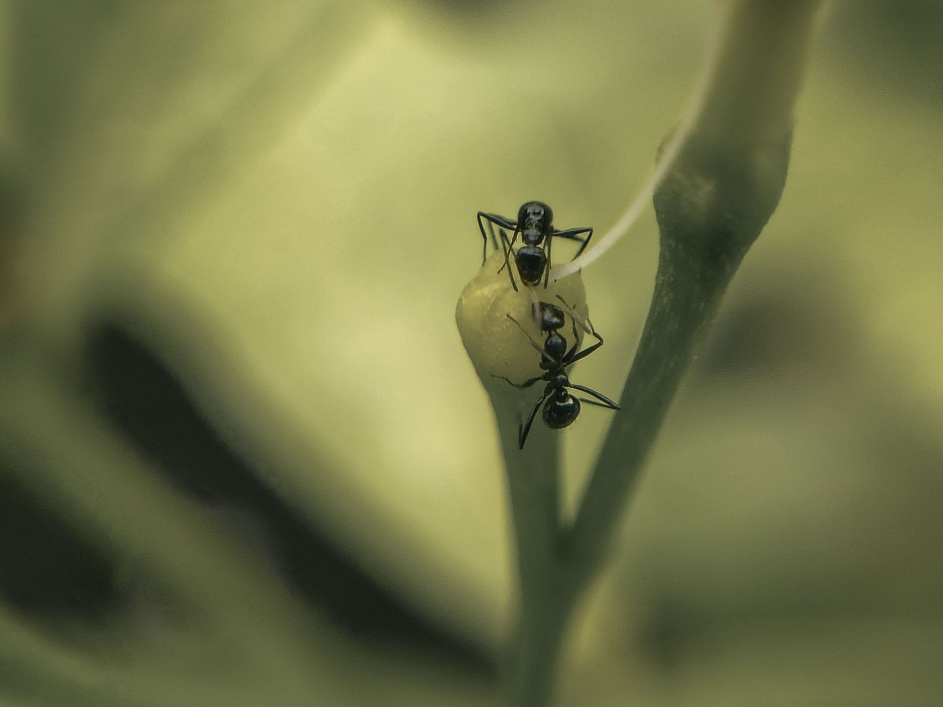 Ant on a branch 