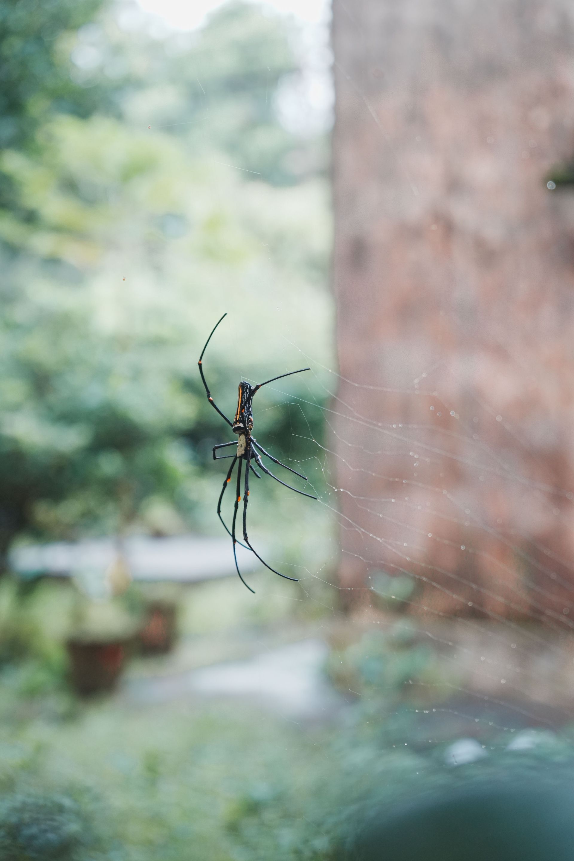 Spider on a web near a tree