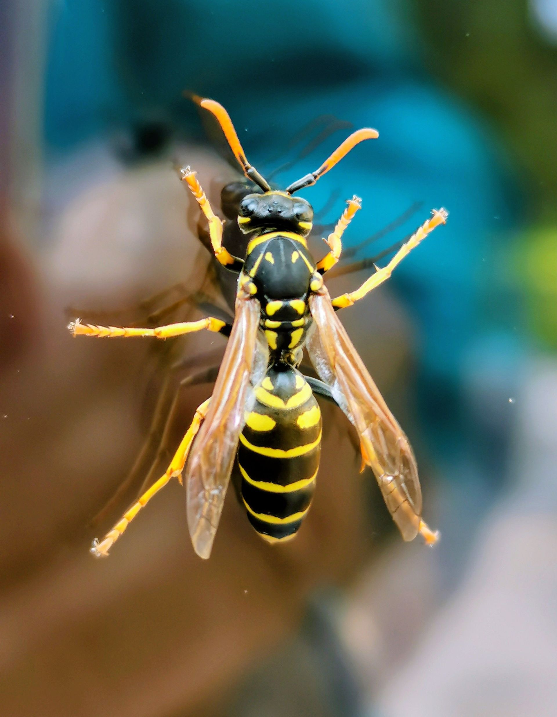 yellowjacket wasp landed on a deck 