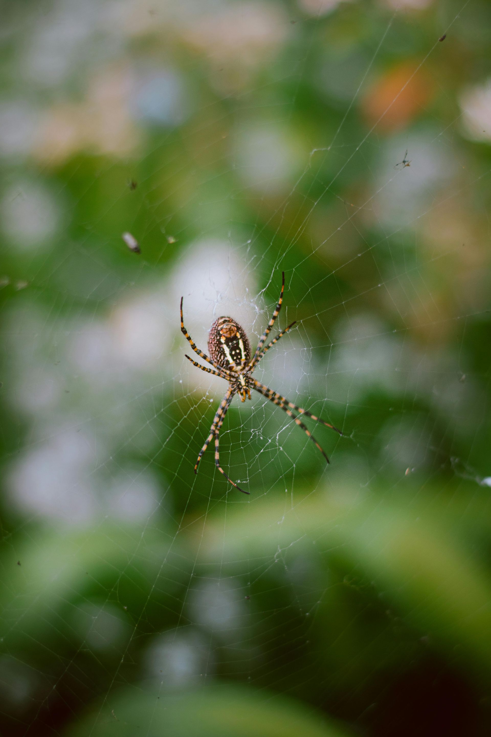 Spider on web on a bushy area 