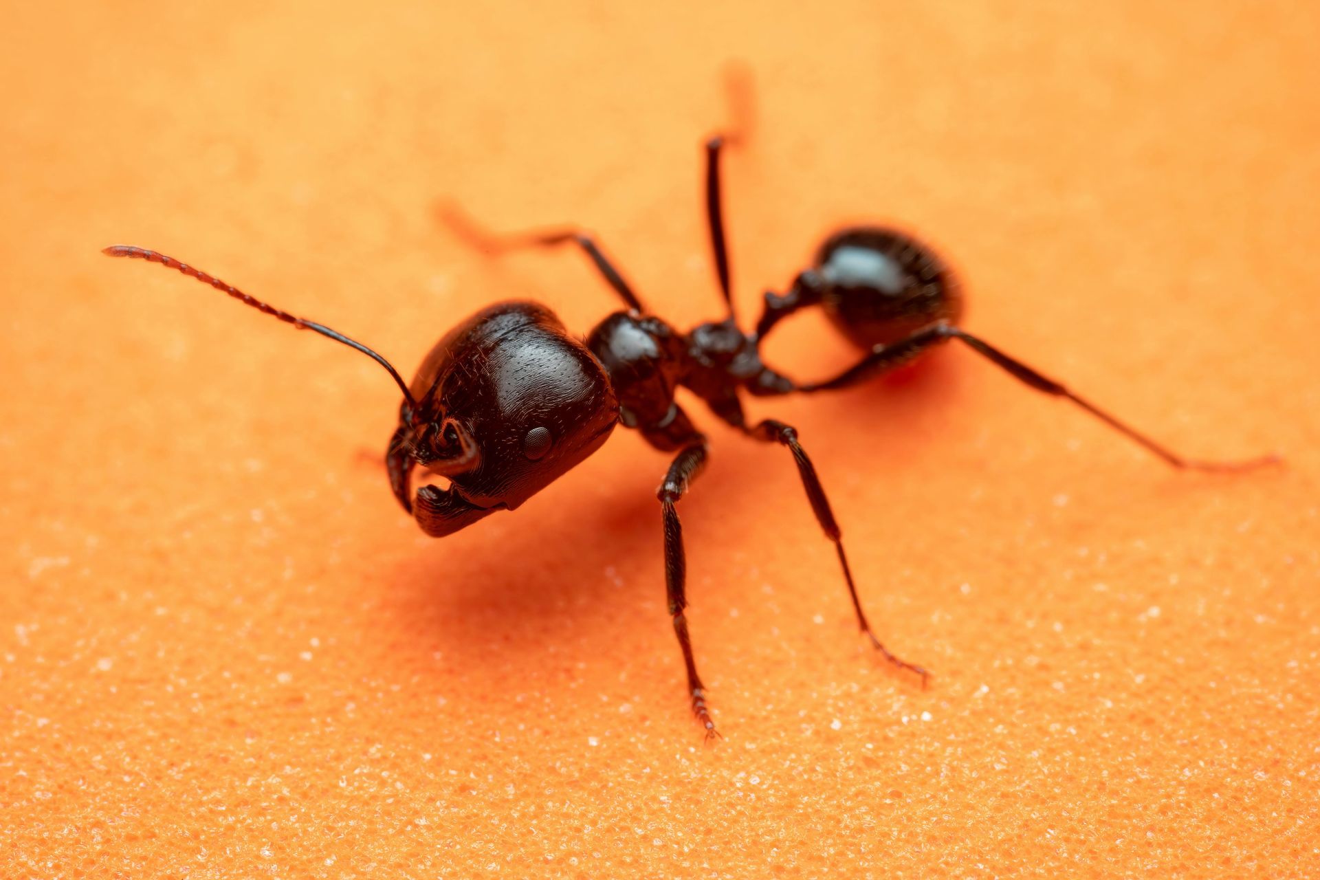 black ant spotted indoors