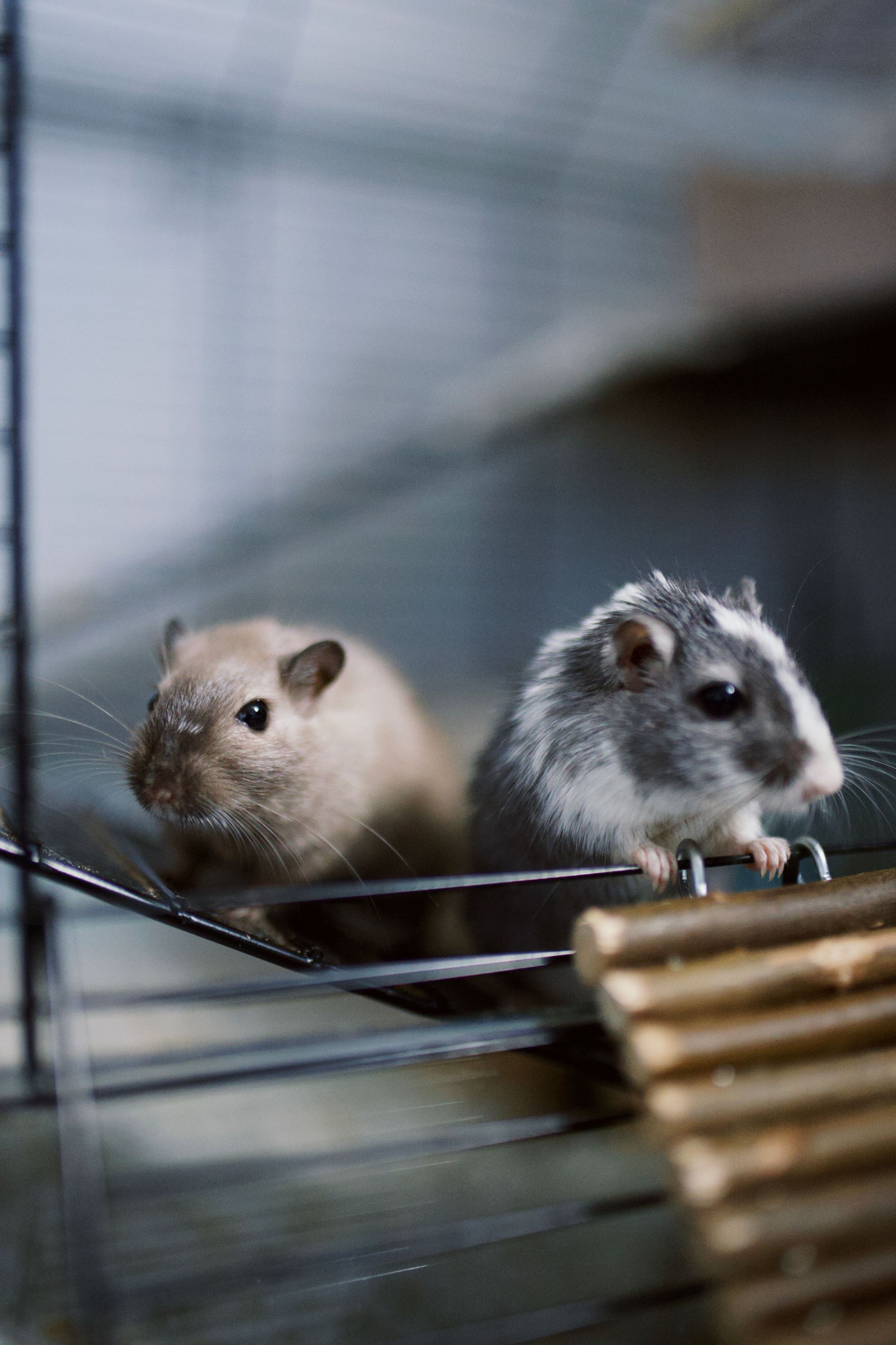 2 rodents indoors inside crawlspace