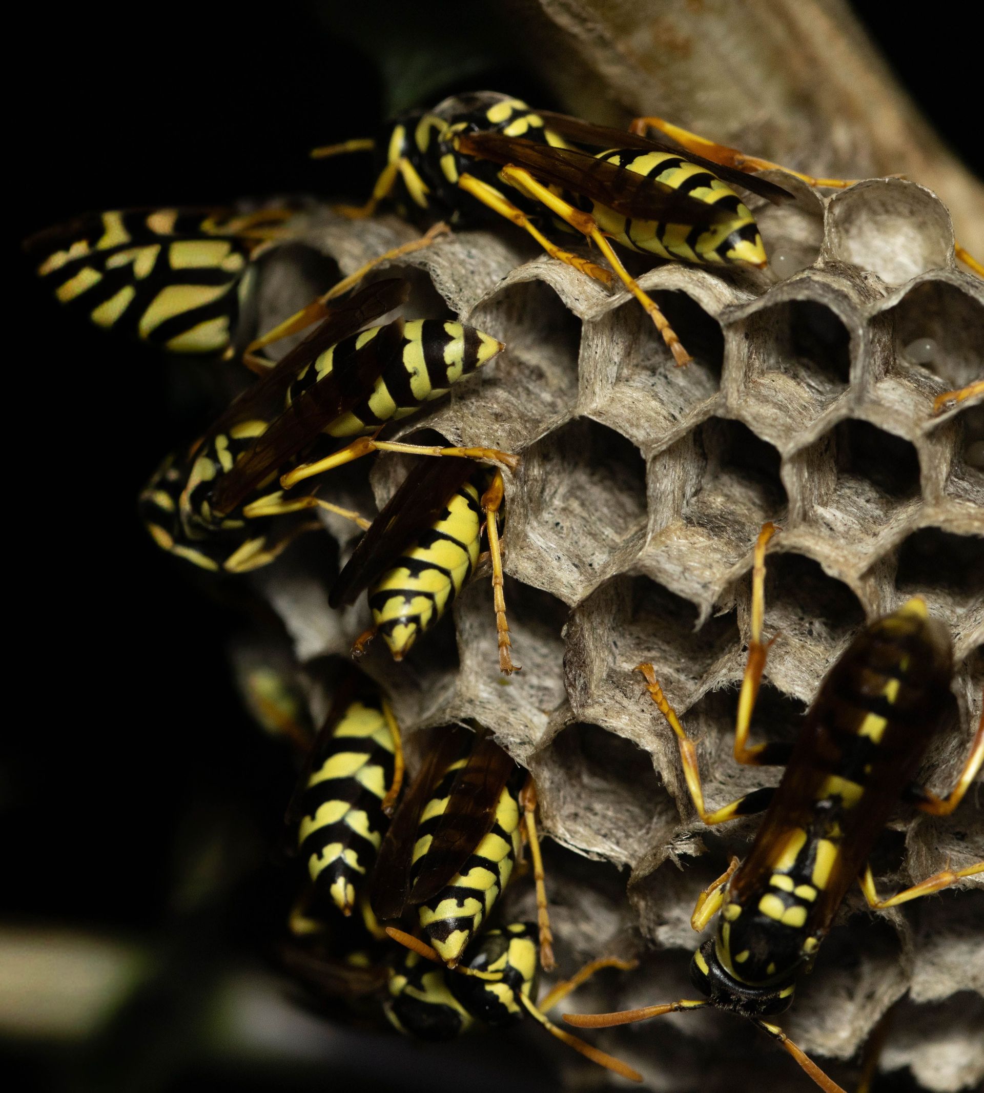closeup image of adult yellowjacket wasps in a nest