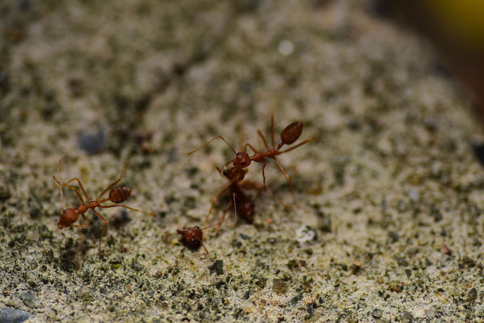 2 ants on the cement holding food taking back to the colony