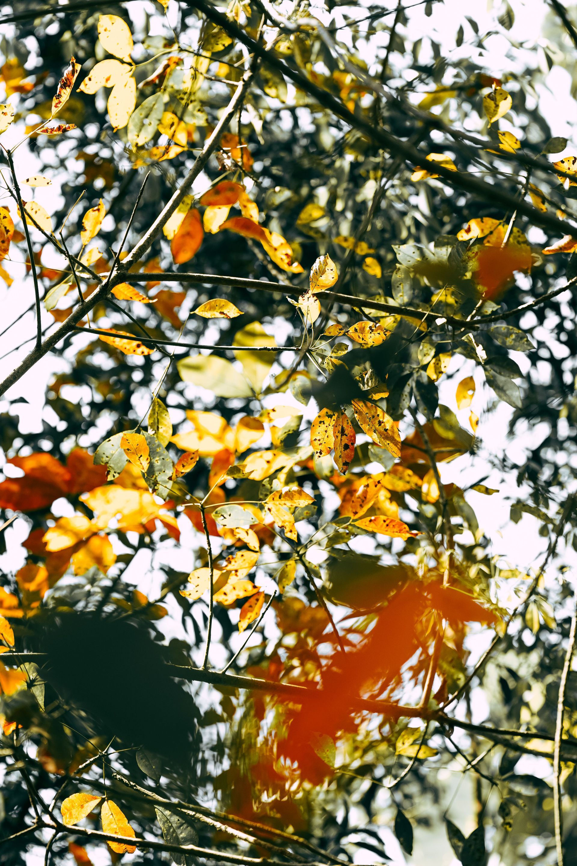 Yellow and orange autumn leaves on tree branches against a bright sky