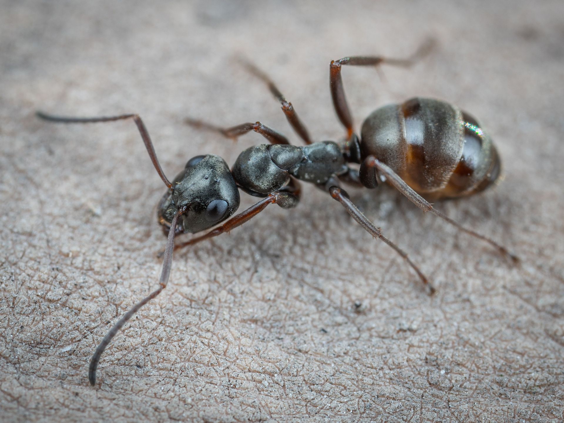 scout ant on ground looking for food sources