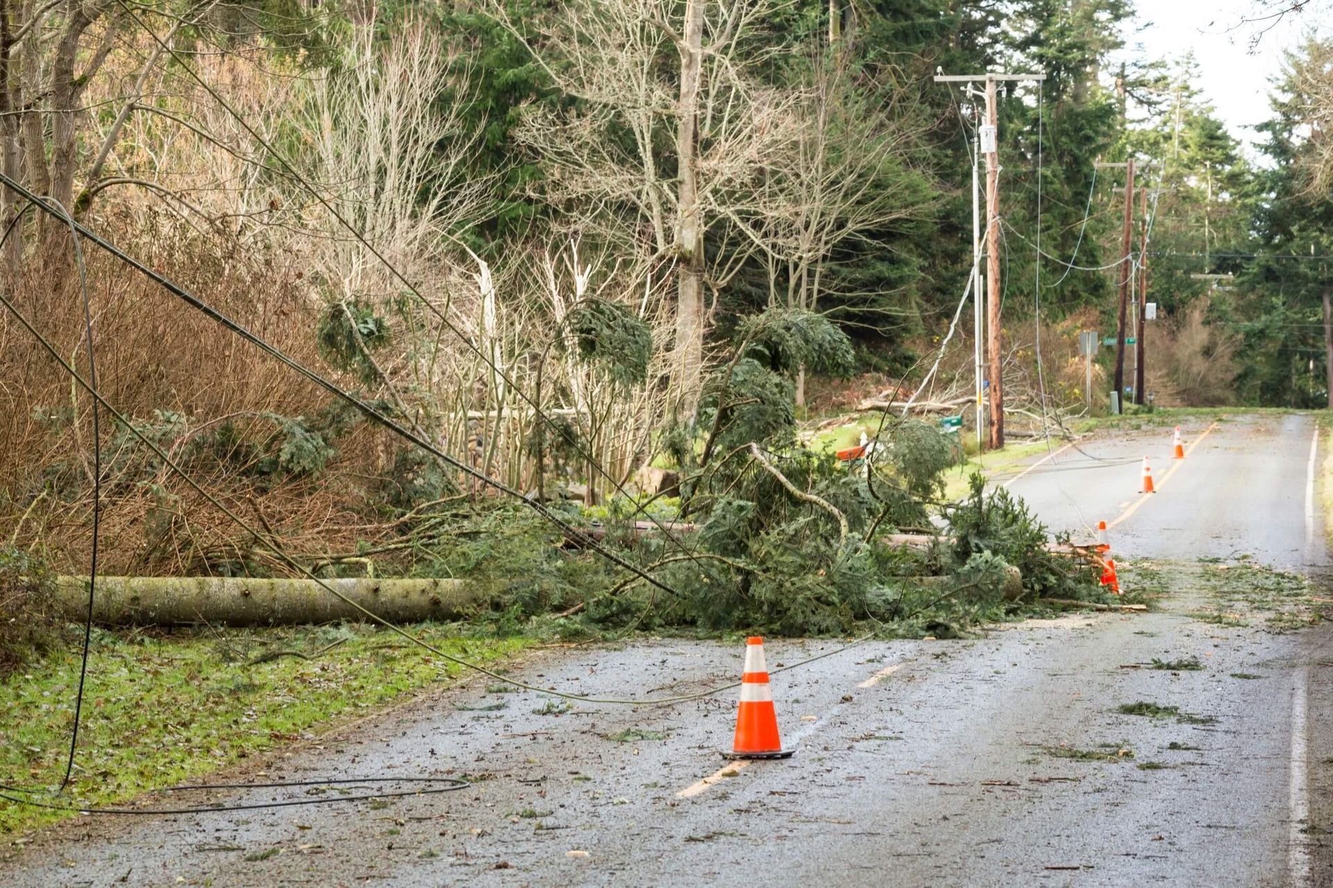 A tree has fallen on the side of a road.
